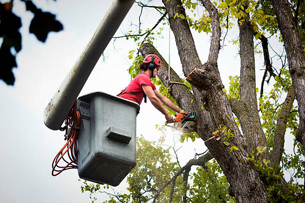 How Our Tree Care Process Works  in  Stanley, WI