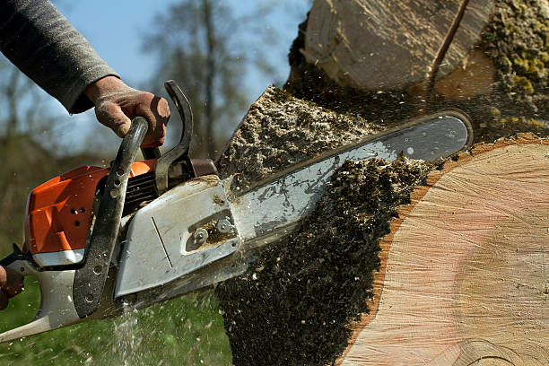 Leaf Removal in Stanley, WI